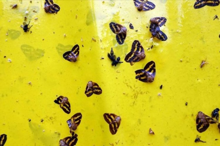 'Vampir kelebek' ile m&uuml;cadelede yerli ila&ccedil;