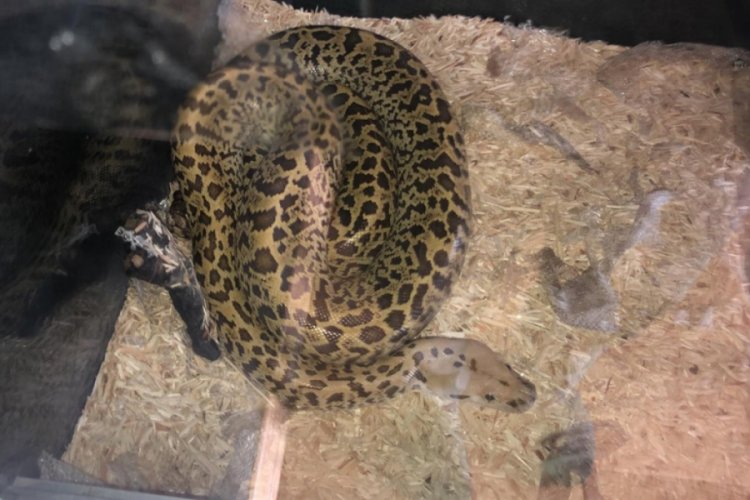 Ticareti yapılmak istenen piton ve parmak maymuna el konuldu