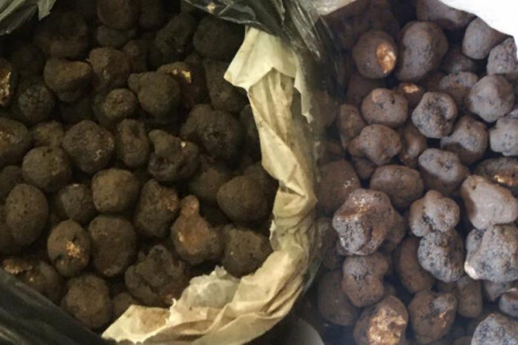 1 milyon 170 bin lira değerinde t&uuml;f mantarı ele ge&ccedil;irildi