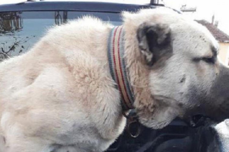 K&ouml;pek d&ouml;v&uuml;şt&uuml;ren iki kişiye 6 bin lira para cezası
