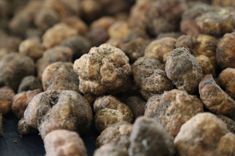 Ticaret Bakanlığı tr&uuml;f mantarı ihalesi ger&ccedil;ekleştirecek