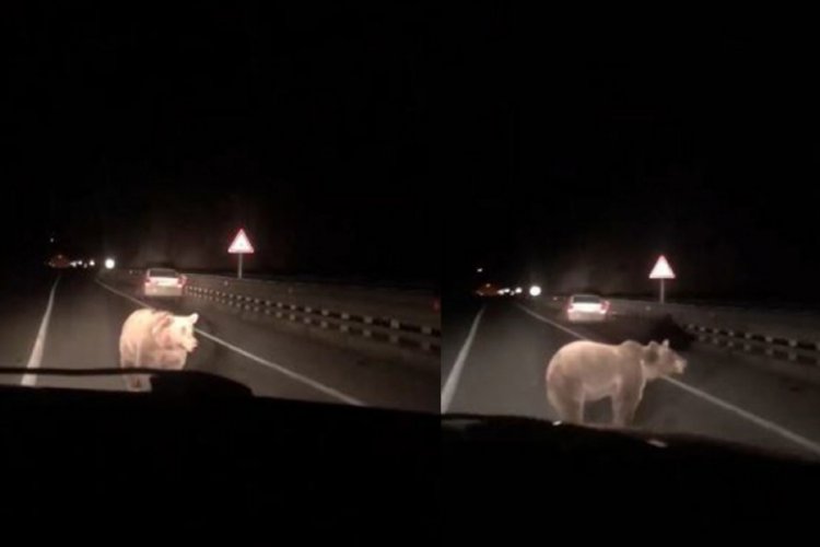 Yola inen ayıya otomobil &ccedil;arptı