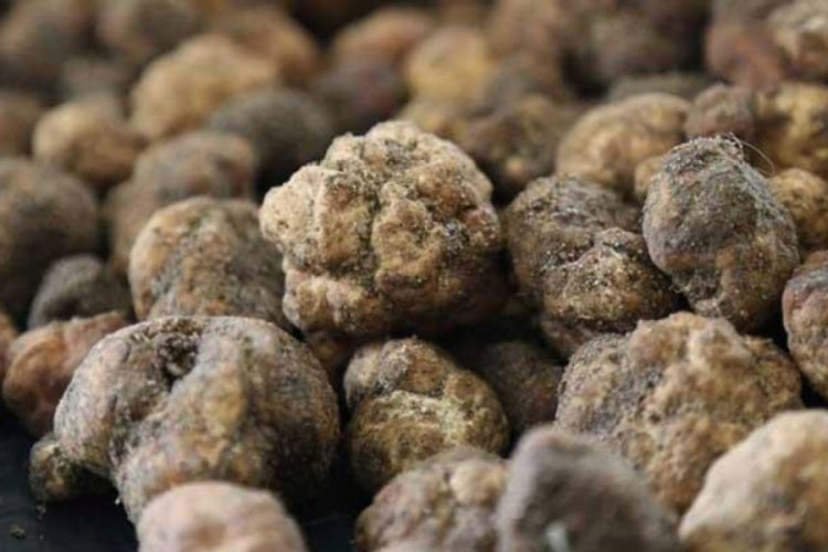 Bakanlıktan tr&uuml;f mantarı ihalesi