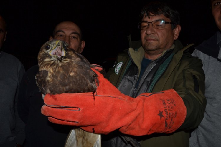 Yaralı halde bulduğu şahini tedavi ettirdi