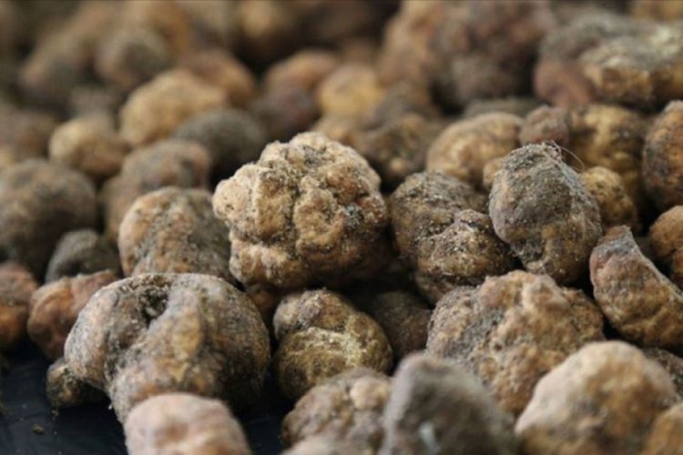 Ticaret Bakanlığı tr&uuml;f mantarı satacak