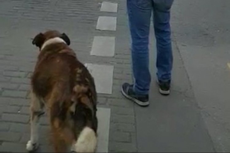 İnsanlar kırmızıda ge&ccedil;ti, k&ouml;pek yeşil ışığın yanmasını bekledi