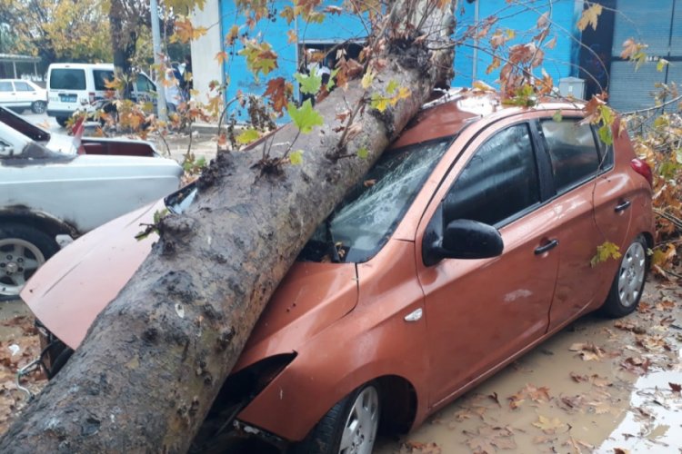 Fırtına ağacı devirdi, otomobil hurdaya d&ouml;nd&uuml;