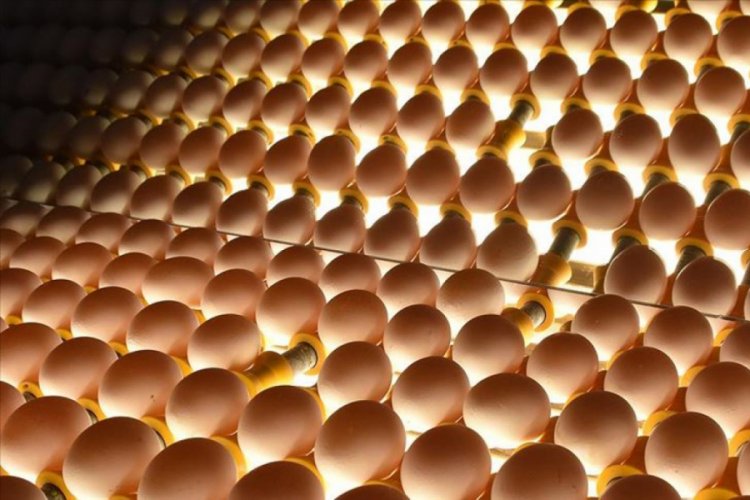 Yumurta &uuml;reticileri Arap pazarına y&ouml;neldi
