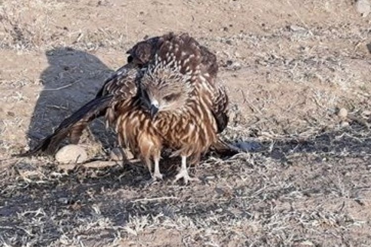 Yol kenarında bulunan atmaca tedavi altına alındı
