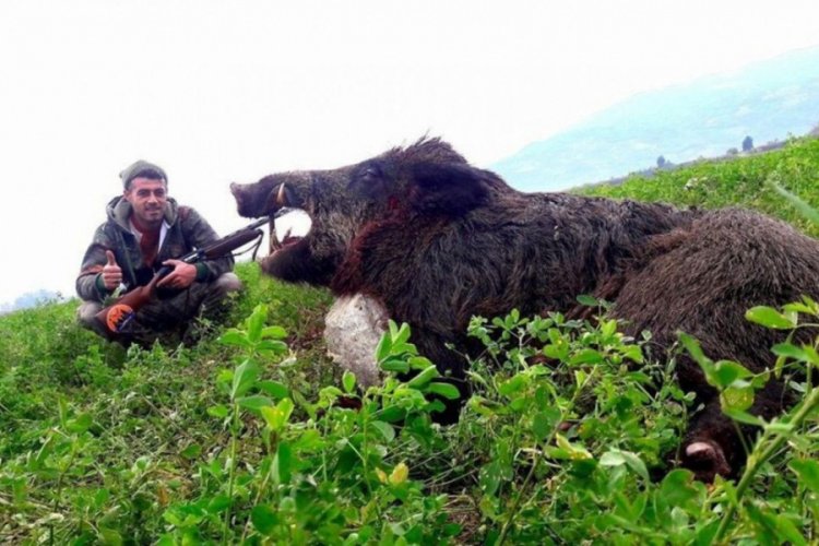 350 kiloluk yaban domuzu avladılar