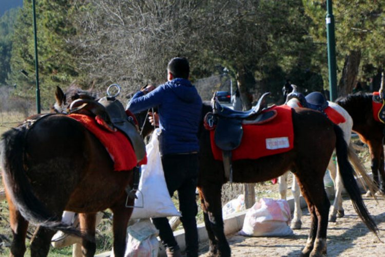 Abant'ta karantinaya alınan atların sahiplerinde 'ruam' bulgusuna rastlanmadı
