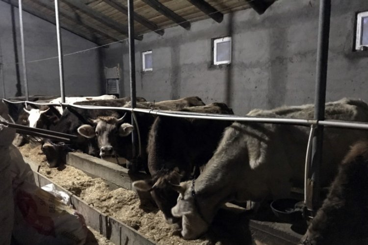 Besiciler, umudunu gelecek Kurban Bayramına bağladı