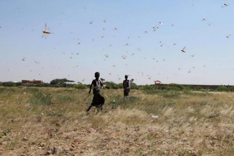 Somalililer, &ccedil;ekirge istilasıyla onları yiyerek savaşıyor