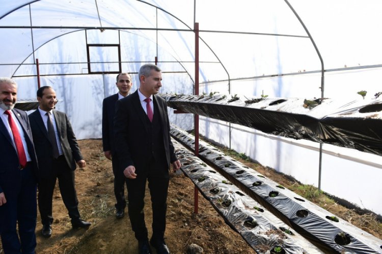 &Ccedil;ilekler topraksız alanda &uuml;retiliyor