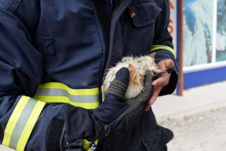 Motor kısmında mahsur kalan yavru kedi kurtarıldı