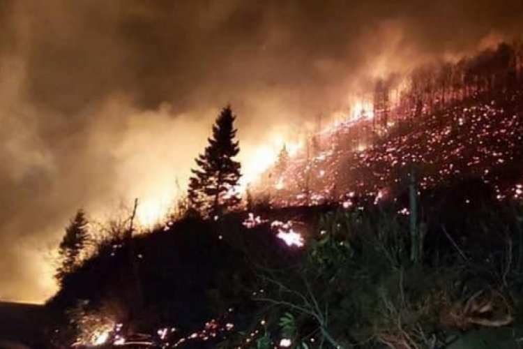 Trabzon ve Giresun'da orman yangını &ccedil;ıktı