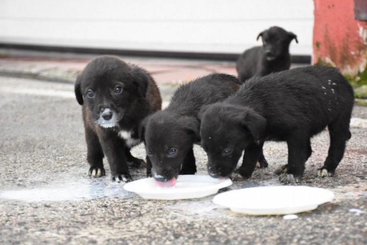 &Ccedil;ukura d&uuml;şen k&ouml;pekleri itfaiye kurtardı