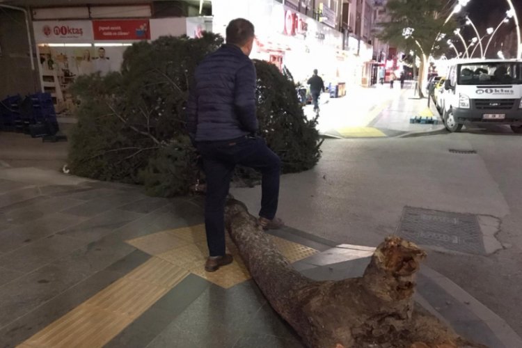 Fırtına ağa&ccedil;ları k&ouml;k&uuml;nden s&ouml;kt&uuml;