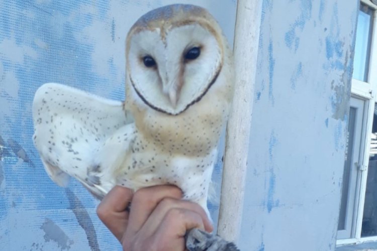 Pe&ccedil;eli baykuş koruma altına alındı