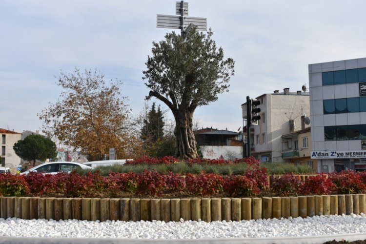 Bursa Gemlik'te ref&uuml;jler zeytinle renkleniyor