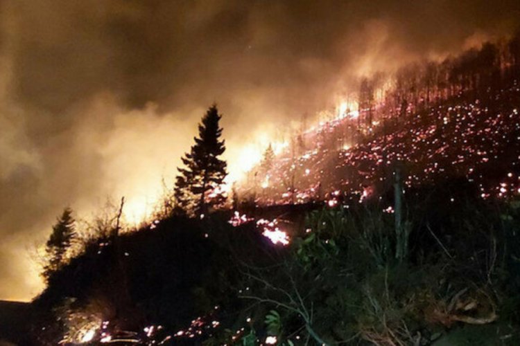 Artvin'de orman yangınında 6 hektar alan zarar g&ouml;rd&uuml;