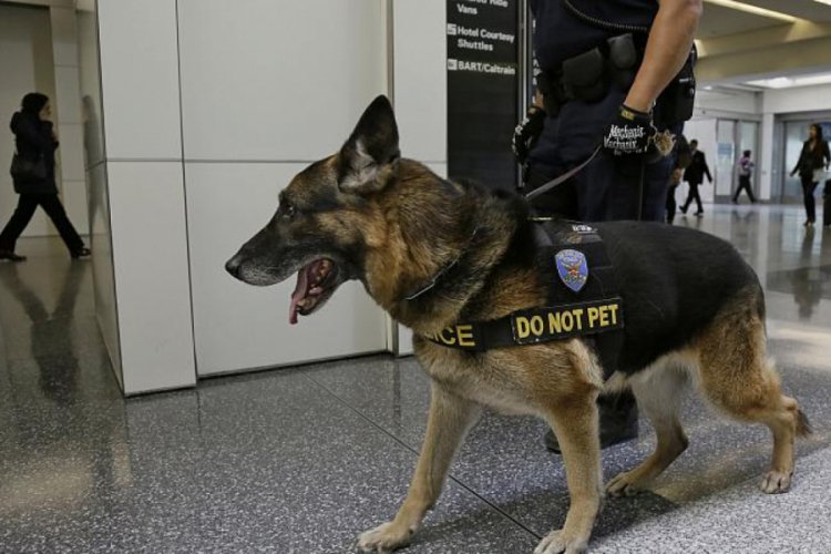 ABD, &Uuml;rd&uuml;n ve Mısır'a dedekt&ouml;r k&ouml;pek g&ouml;ndermeme kararı aldı