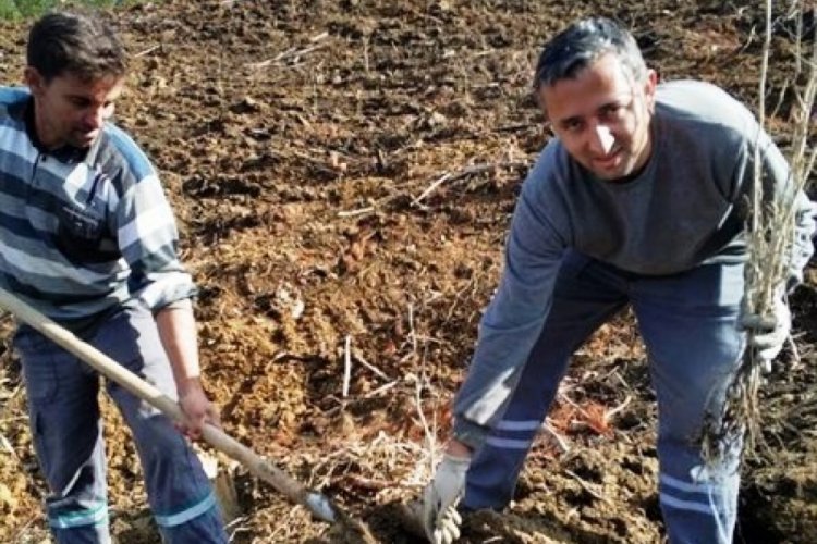 Yanan orman alanına 6 bin 500 fidan dikildi