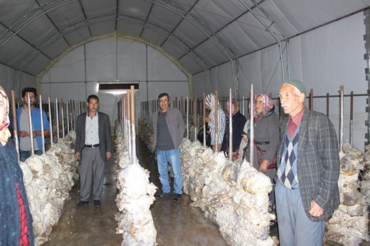 53 bin metrekare alanda 5 bin ton mantar &uuml;retimi