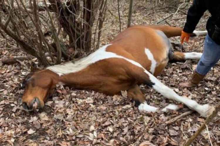 S&uuml;r&uuml;ye saldırıp 20 atı katledenler aranıyor