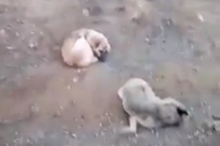 &Ouml;ld&uuml;r&uuml;len dişisinin başında 4 g&uuml;n bekledi