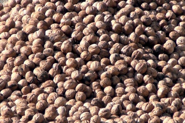 Oğuzlar cevizi coğrafi işaretini aldı