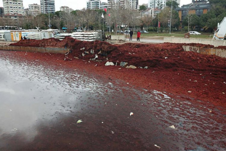 Sahilde şaşkınlık yaratan g&ouml;r&uuml;nt&uuml;yle ilgili a&ccedil;ıklama