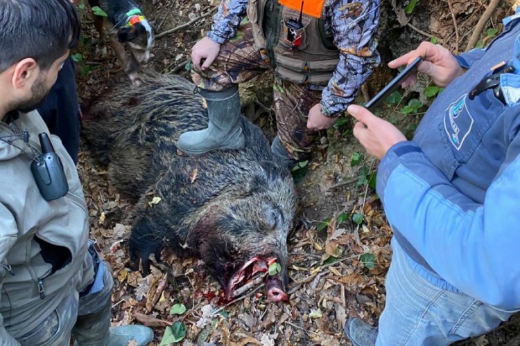 350 kiloluk domuz avlandı