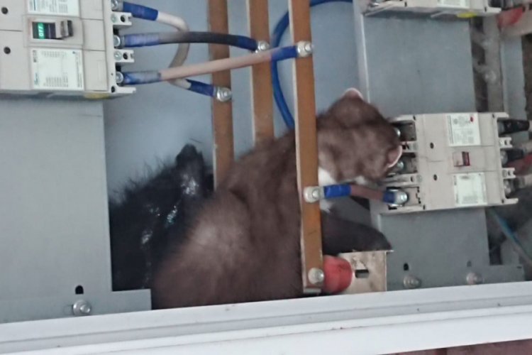 Elektrik panosuna giren sansar akıma kapılıp &ouml;ld&uuml;