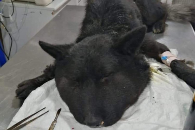 Boynuna lastik bağlanan k&ouml;pek &ouml;l&uuml;me terk edildi