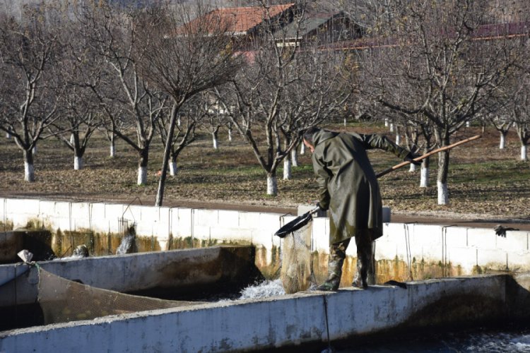 Alabalığın sofralara yolculuğu 14 ay s&uuml;r&uuml;yor