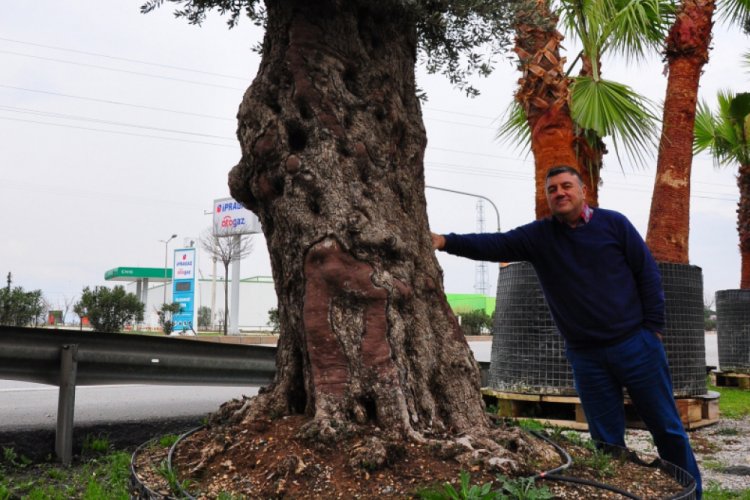 Asırlık zeytin ağacına 25 bin lira istiyor