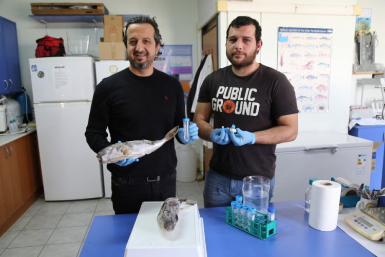 Balon balıkları &uuml;zerinde &ccedil;ığır a&ccedil;acak bir buluşa imza atıldı