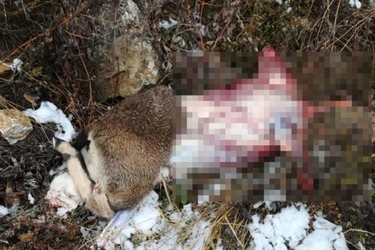 Ka&ccedil;ak yaban ke&ccedil;isi ve tavşan avına 30 bin lira ceza