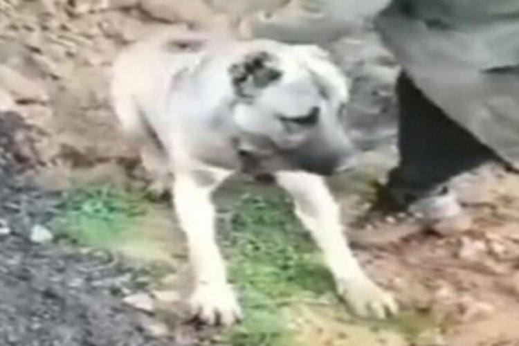 Sosyal medyayı ayağa kaldıran g&ouml;r&uuml;nt&uuml;ye inceleme