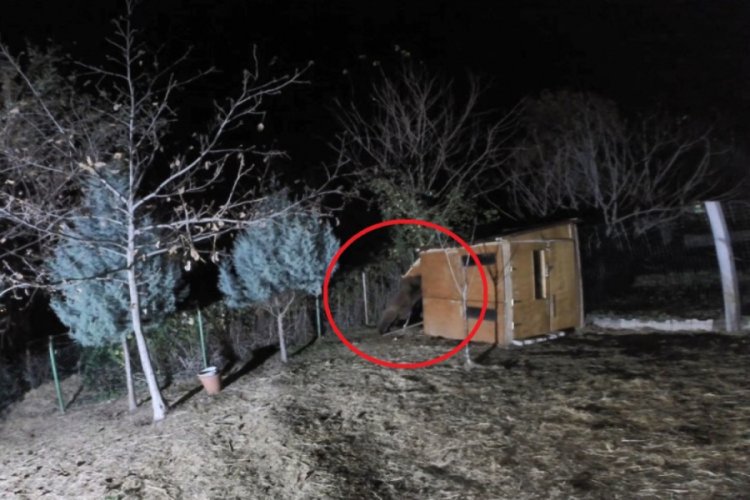 &Ccedil;alındığını sandığı koyunlarını ayı yedi