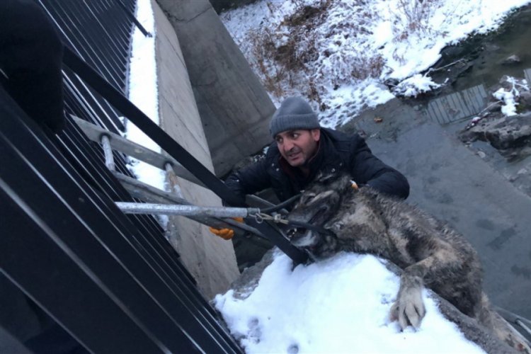 Kars &Ccedil;ayı'na d&uuml;şen k&ouml;peği kurtarma seferberliği