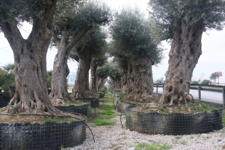 Yakacak olmaktan kurtardığı zeytin ağa&ccedil;ları gelir kapısı oldu