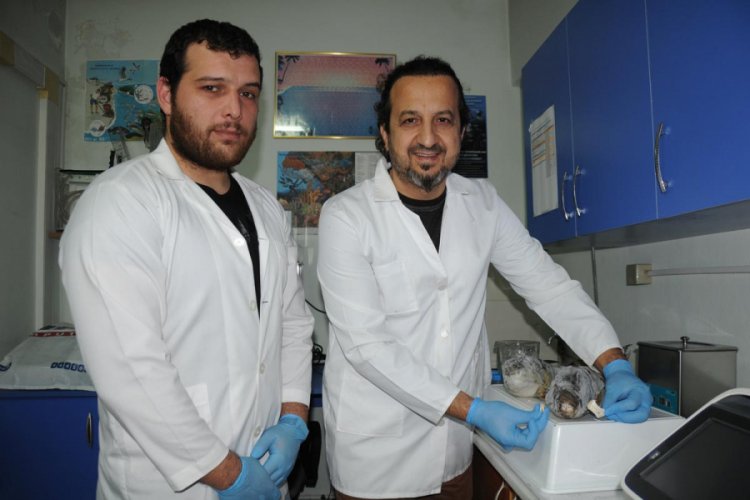 Zehirli balon balığının dişleri, dolgu ve kaplamada kullanılacak