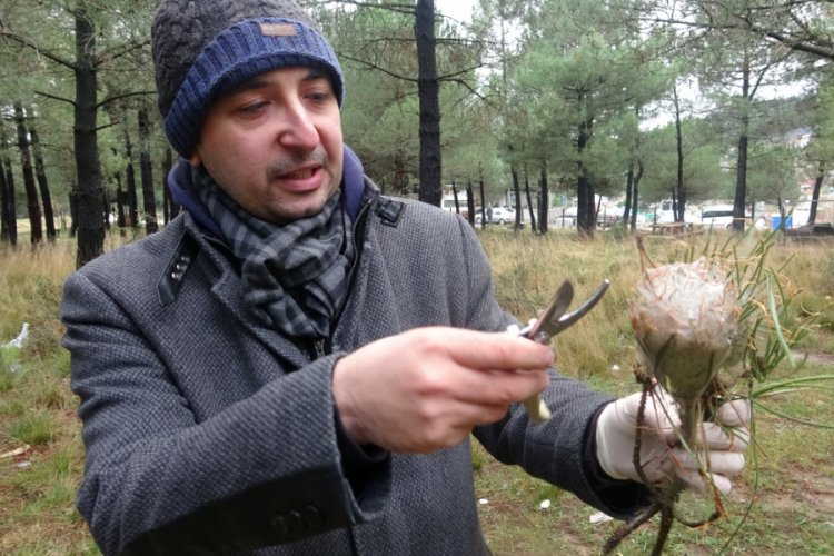 Ormanlarda &ccedil;am kese b&ouml;ceği alarmı