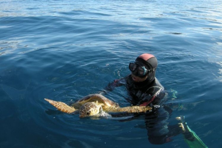 9 yıl &ouml;nce kurtarılan Caretta caretta aynı noktada &ouml;l&uuml; bulundu