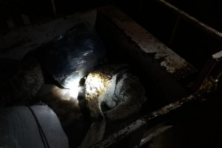 Dağ ke&ccedil;ilerini vurana 50 bin TL ceza kesildi