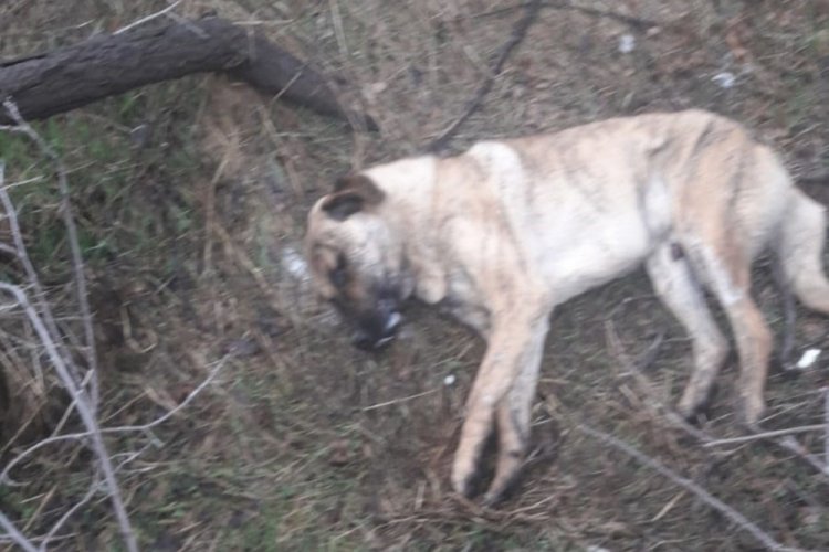 K&ouml;pekleri zehirleyip, d&ouml;verek &ouml;ld&uuml;rd&uuml;kten sonra koyun ve hindileri &ccedil;aldılar