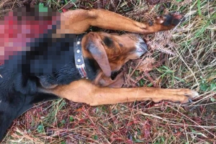 A&ccedil; kurtlar, av k&ouml;peğini par&ccedil;aladı