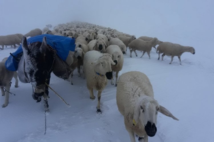 Kar altındaki g&ouml;&ccedil; koyunları zorluyor